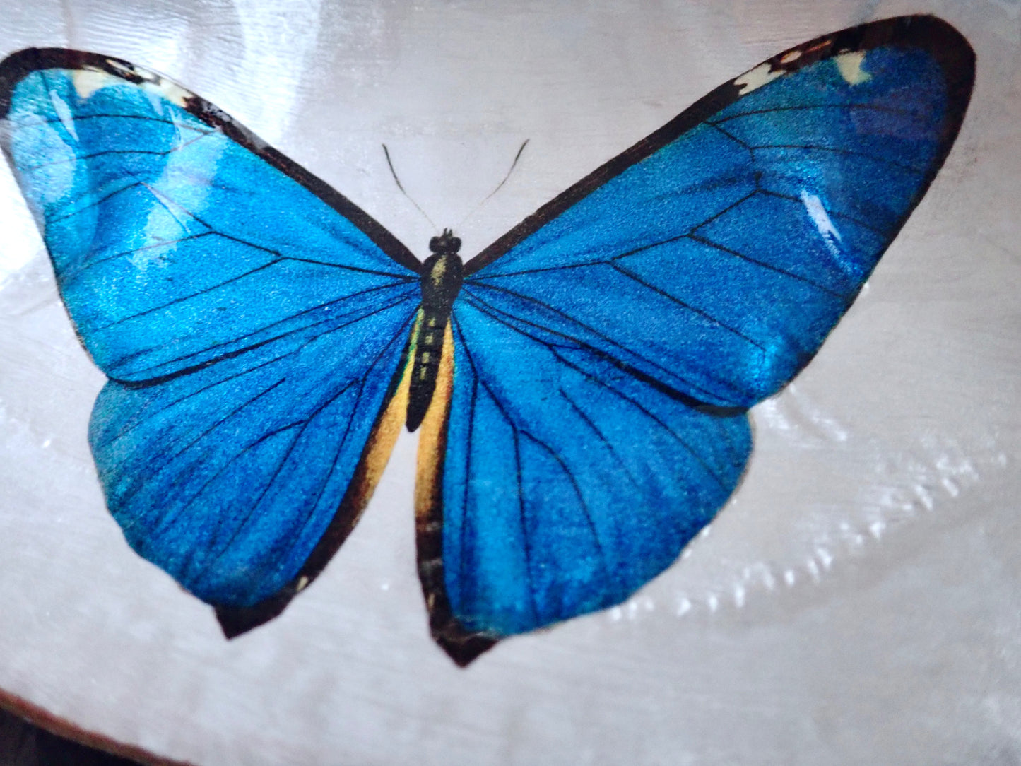 Blue Morpho Butterfly Ring Dish